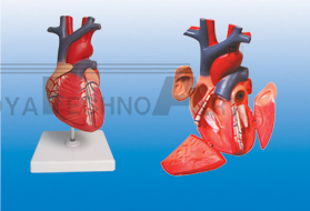 The dissection model of heart